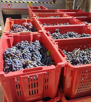 Degustação de Vinhos na Villa Calicantus