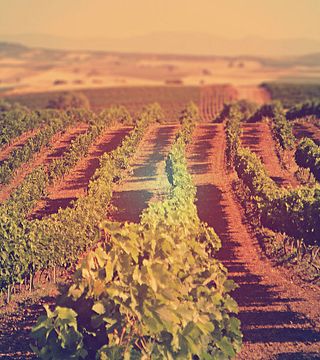 Degustação de vinhos premium na vinícola Gikas