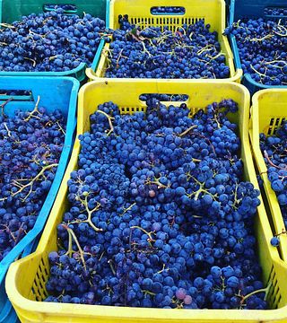 Utforska Sardiniens viner på Cantina Li Duni: 3 viner med lokala godsaker