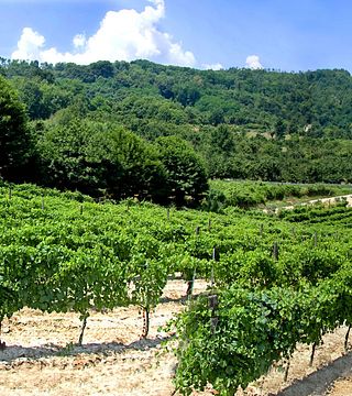 Azienda Calafe' Di Petrillo