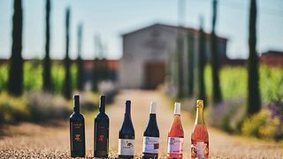 Cata de vinos Pervino