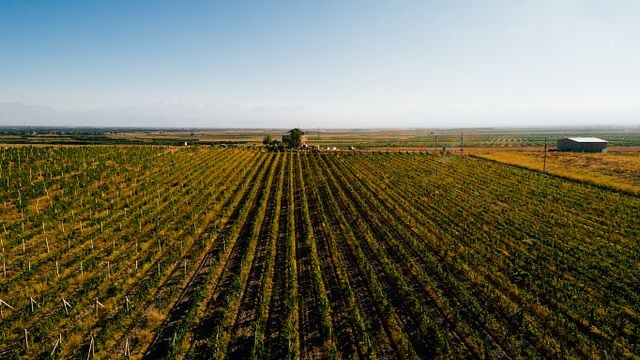 Picnic para dos en Voskeni Wines