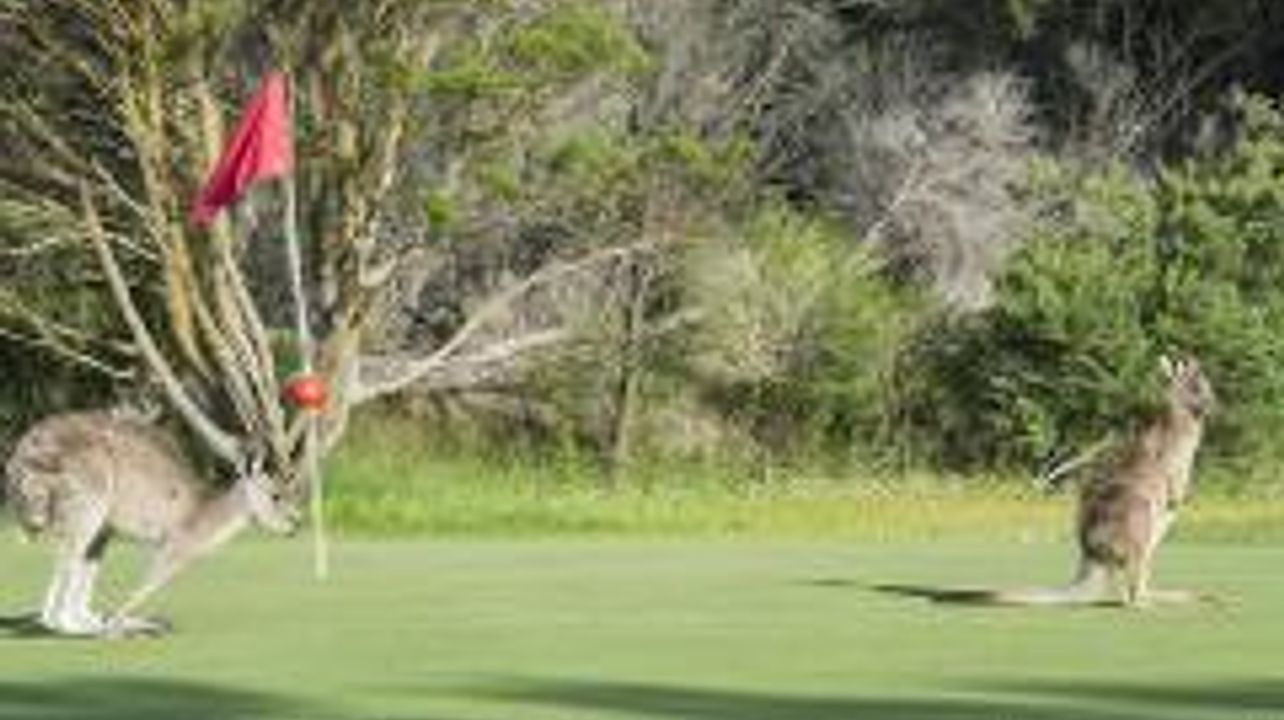 Tour de golfe e vinho (pacote de dois dias)