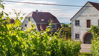 Dégustation de vins et visite du Weingut Jakob Neumer