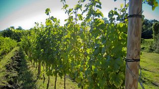 Un fin de semana lleno de vino en la Azienda Cantarutti Alfieri