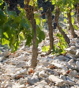 Degustazione di vini e tour al Domaine La Bastide Rougepeyre