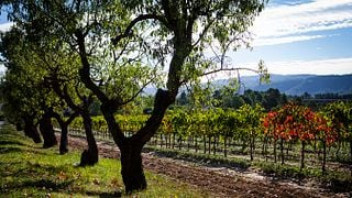 Degustação de vinhos e tour em Fermí Bohigas