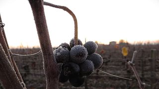Panier Gourmand: Wine tasting and tour at Château Tournefeuille