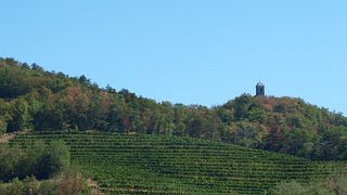 Degustação de vinhos e passeio em Vina Povh