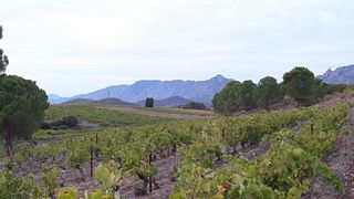 Dégustation et visite de vins au Domaine Fontanel