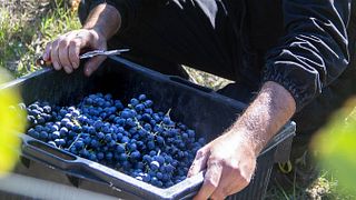 Chasse aux truffes privée à Barolo