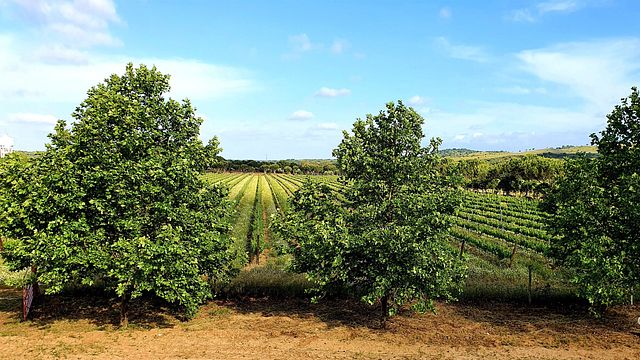 Dégustation de vins TOP5 et visite à Herdade Canal Caveira 
