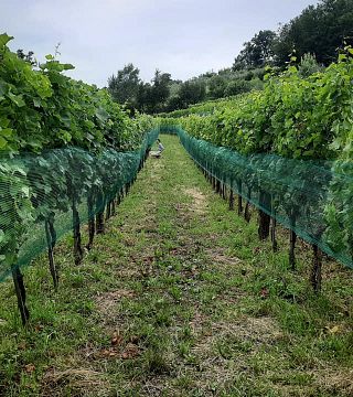Weinprobe und Führung bei Uou Konzorcij Zapuščenih Vinogradov