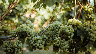 Offenstein Erben Winery