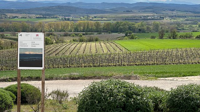 Paseo de descubrimiento: biodiversidad en los viñedos | Domaine La Louvière