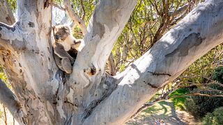 Gemtree Wines