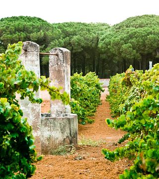 Visita Guiada e Degustação de Vinhos e Tapas Típicas Andaluzas na Bodega Del Marco