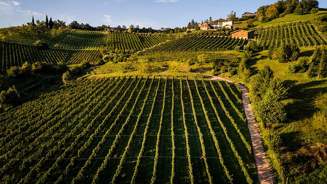 Il Cipresso Winery