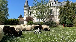 O vinho é a chave no Château Lamothe-Cissac