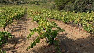 Weinprobe und Tour bei Sangenís I Vaqué