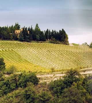 Tenuta Ca' Sciampagne