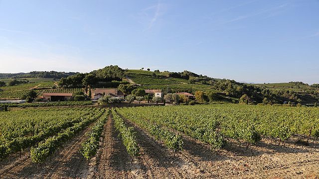 Degustação de vinhos e passeio no Domaine des Girasols