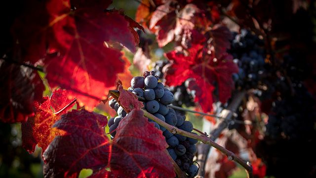 Dégustation de vins et visite à Planina Borhaz