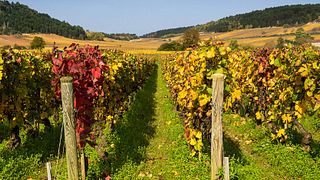 „Amateur“-Weinprobe und Führung im Château de Chamilly