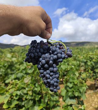 Domaine Duchemin: A Legacy of Winemaking