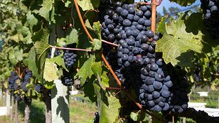 Degustação de vinhos e tour na Maori Point Wines