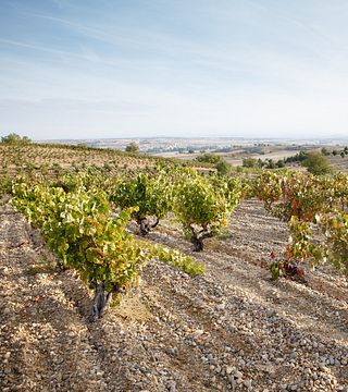 Bodegas Viña Mayor