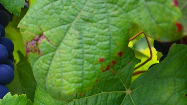 Degustazione di vini a Barbacana