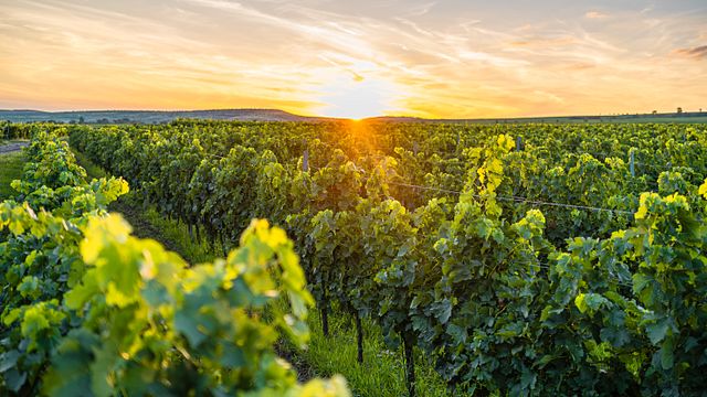 Visite du vignoble de Dealu Mare : dégustation de vins et accords mets et vins
