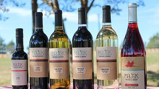 Degustação de vinhos no vinhedo e vinícola Majek