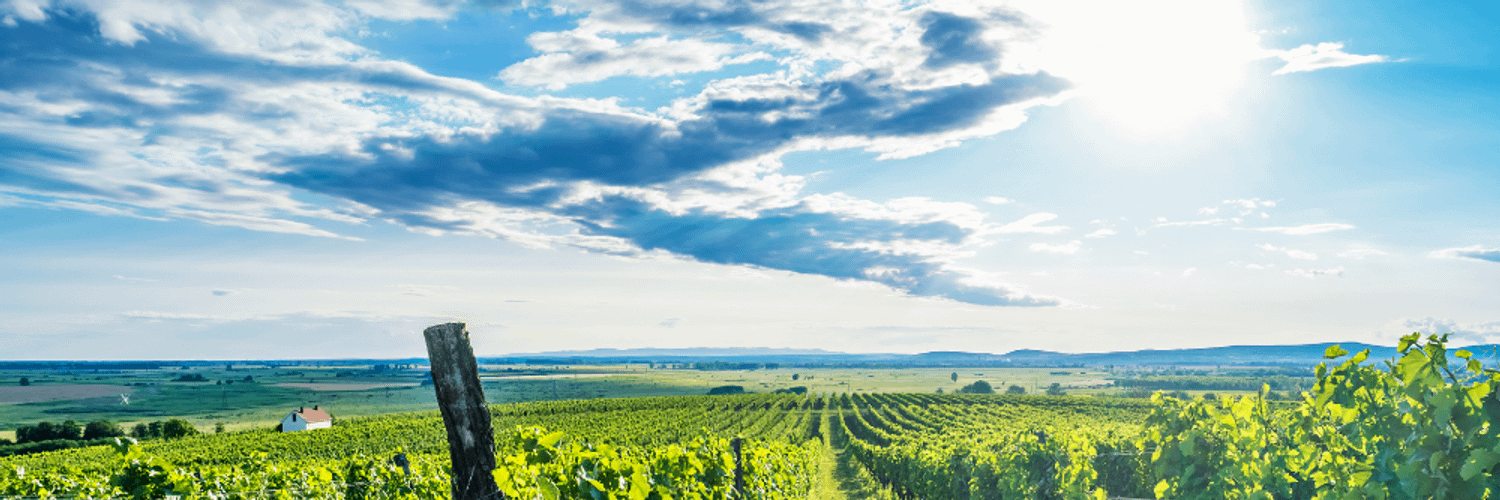 Fiano Di Avellino Wine Region