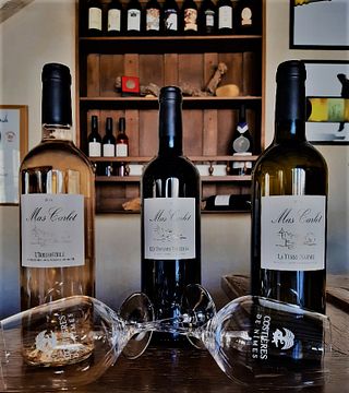 Cata de vinos y visita guiada en Mas Carlot