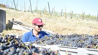 Maxi Wine Tour en Azienda San Quirico