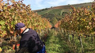 Cata de vinos y visita guiada a Mastroberardino
