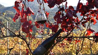 Degustação Premium - visita aos vinhedos e degustação de vinhos e produtos típicos