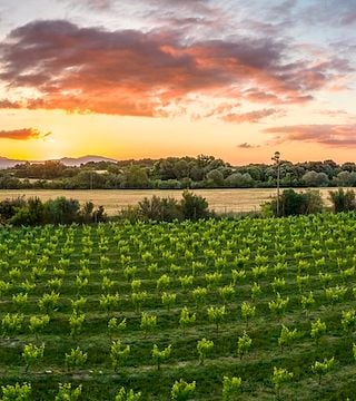 Paseo guiado y cata de vinos