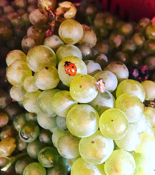 Snack dans la cave de la Tenuta di Gramineta