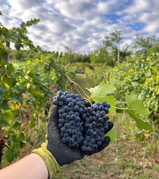 Degustação de Vinho: Le Bollicine dell'Oltrepò Pavese
