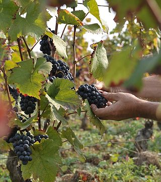 Degustazione di vini e visita al Domaine Mortet