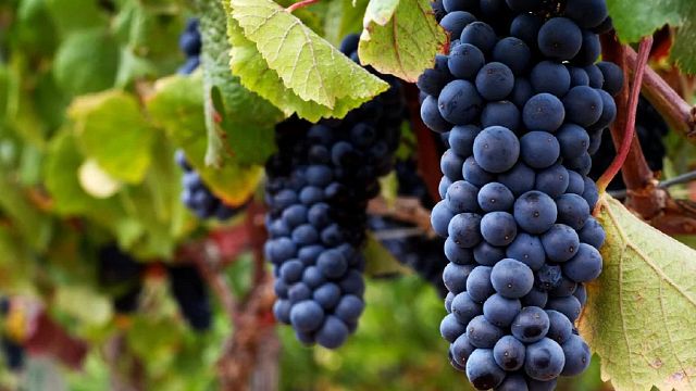 Premium Tour and tasting at Villard