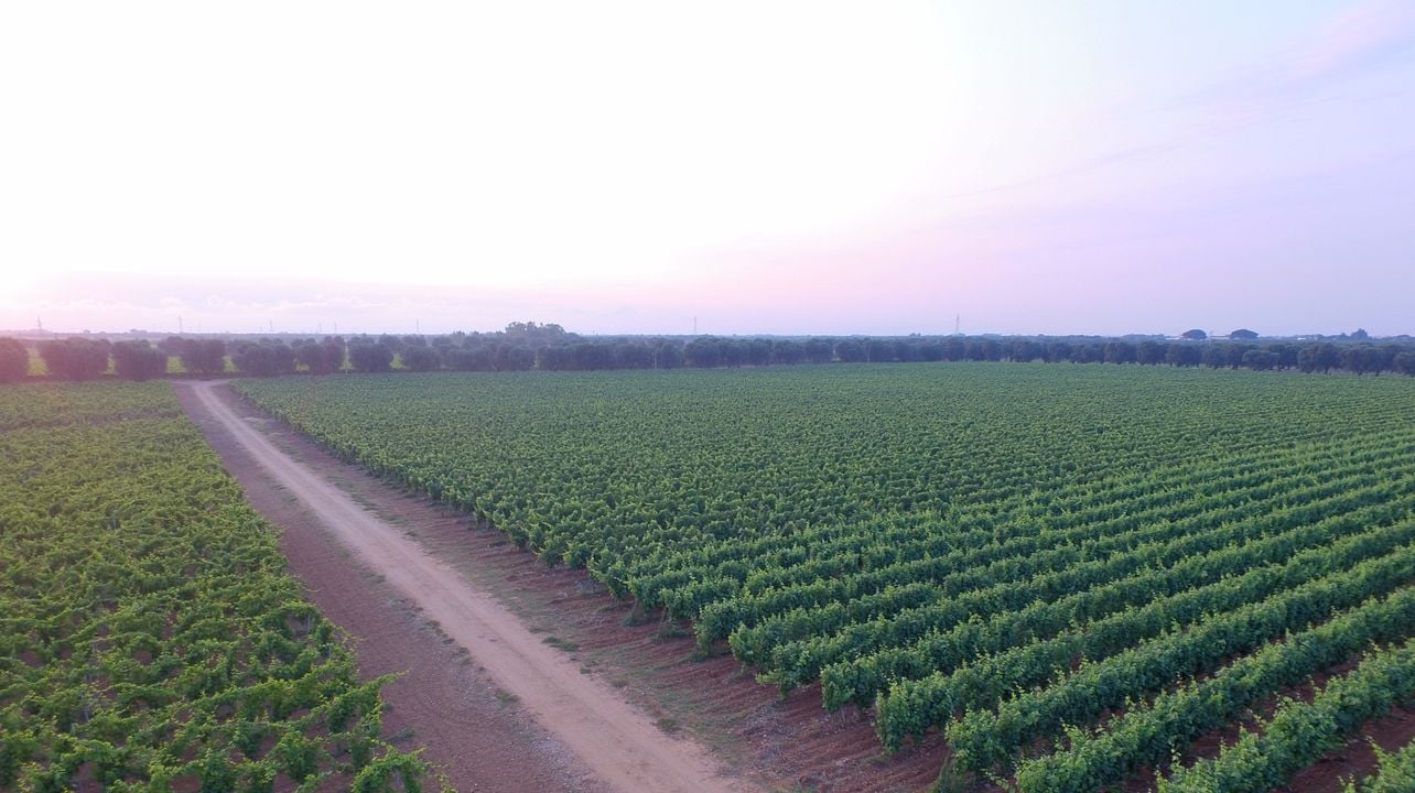 Vigneti Reale