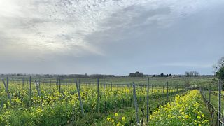 Bordeaux Vineyard Tour & Tasting at Château du Payre