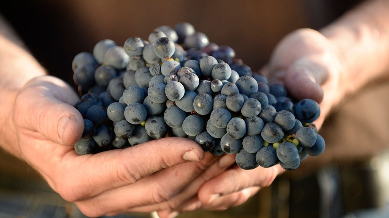Visite secrète du vigneron et dégustation de vins au Château des Places