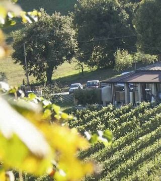 Weinbergspaziergang und Verkostung gepaart mit lokalen Köstlichkeiten | Tenuta Dell'Ugolino