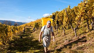 Wine Tasting Experience at Vins Schoenheitz