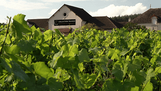 Burgundische Rebsorten entdecken | Maison L. Tramier & Fils